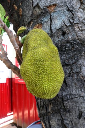 Photo for Photo of jackfruit on a tree, the fruit is ripe and ready to be picked - Royalty Free Image