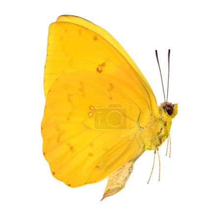 Papillon isolé sur fond blanc. Phoebis philea