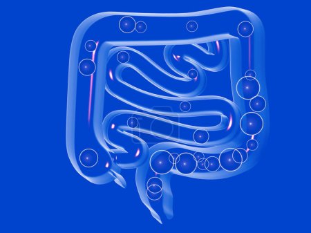 Photo for 3d crystal illustration of the digestive system, with gases in the large and small intestine. Transparent front view, cut out on a blue background. - Royalty Free Image