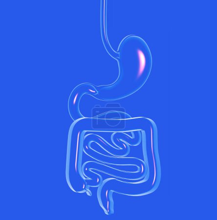 Foto de 3d illustration of transparent glass of the digestive system. Large and small intestine. Cropped front view cutout on blue background. - Imagen libre de derechos