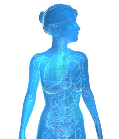 Foto de Transparent 3d illustration of female anatomy. Blue image of internal organs and bones on white background. - Imagen libre de derechos