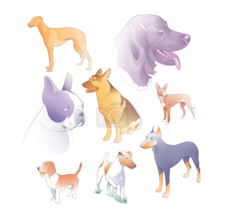 Téléchargez les photos : Digital illustration of domestic dogs. Various races located as a poster. Shepherds, guardians, hunting and company. - en image libre de droit