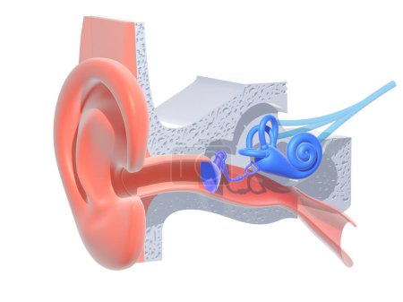Illustration 3D de l'anatomie de l'oreille interne sur fond blanc. Représentation graphique transparente de l'intérieur ; escargot, os, tympan, nerfs et oreille.