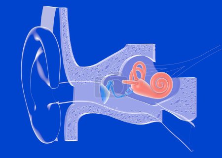 3D-Illustration der Innenohranatomie auf blauem Hintergrund. Transparente grafische Darstellung des Innenraums, der Schnecke, der Knochen, des Trommelfells, der Nerven und des Ohrs.
