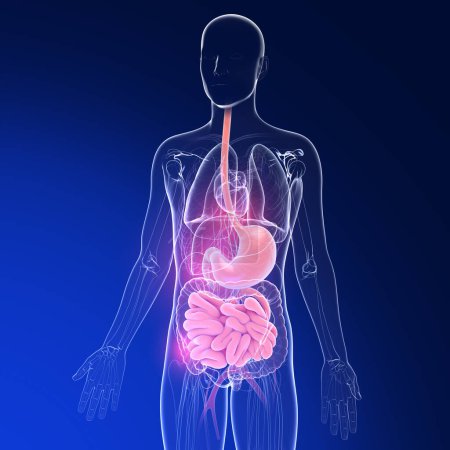 Photo for Transparent 3D illustration of the digestive system and other internal organs. Anatomy from the esophagus and stomach to the intestine on dark blue. - Royalty Free Image