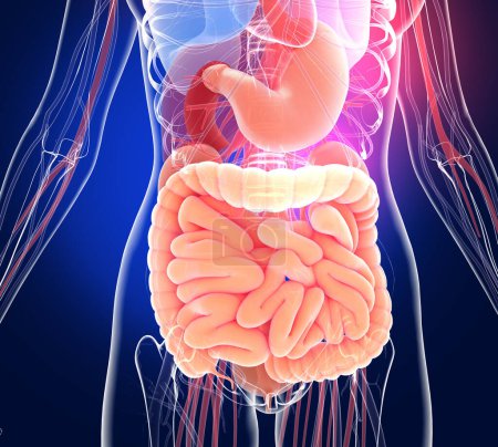 Ilustración 3D transparente del sistema digestivo expandido. Anatomía de los intestinos grueso y delgado, estómago y otros órganos internos.