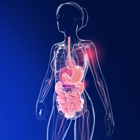 Photo for Transparent 3D illustration of a woman's digestive system. Anatomy of the intestines, stomach and other internal organs. - Royalty Free Image