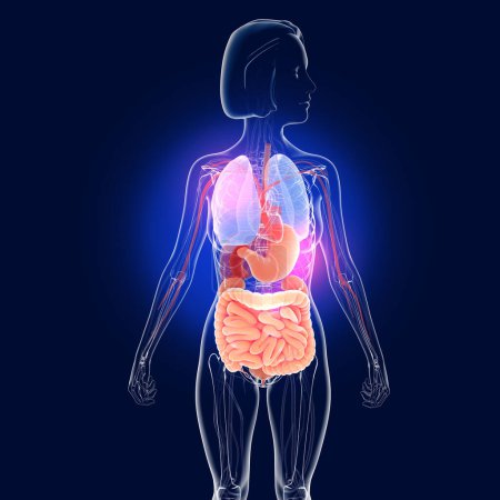 Photo for Transparent 3D illustration of the digestive system. Front view of a woman. Anatomy of the intestines, stomach and other internal organs. - Royalty Free Image