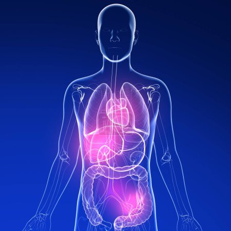 Ilustración 3D del estómago en un cuerpo humano. Y la anatomía de los órganos internos hechos de vidrio transparente. Fondo azul oscuro con luces.
