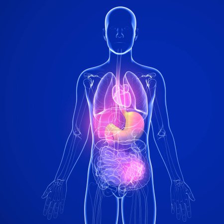 Téléchargez les photos : Illustration 3D de l'estomac avec brûlures d'estomac et reflux. Dans un corps humain et des organes internes en verre transparent. Fond bleu foncé. - en image libre de droit