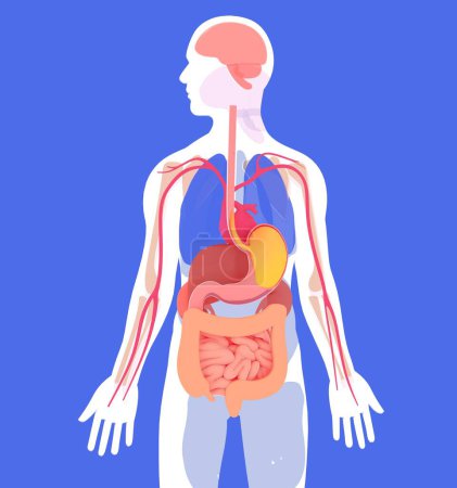 Anatomical 3D illustration of the human digestive system. About a human silhouette and internal organs in flat colors. Seen from the front on a blue background.