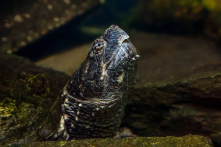 Sumérgete en el mundo de la tortuga, un formidable reptil acuático. Con su cabeza bajo el agua, encarna la esencia salvaje de los ecosistemas de agua dulce.