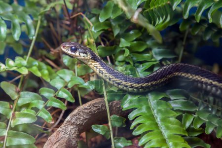 garter snake reptile wildlife environment conservation. Dive into the world of the garter snakea fascinating reptile contributing to environmental balance. Witness its sleek form and vital role in wildlife conservation.