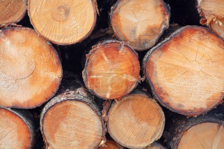 Eine Nahaufnahme fängt einen Holzstapel in einem Holzhof der Forstwirtschaft ein. Die fein säuberlich gestapelten Stämme, die einen nachwachsenden Rohstoff darstellen, stehen zur Verarbeitung bereit. Das Bild zeigt die natürlichen Strukturen und Muster des Holzes und hebt seine Rolle hervor.