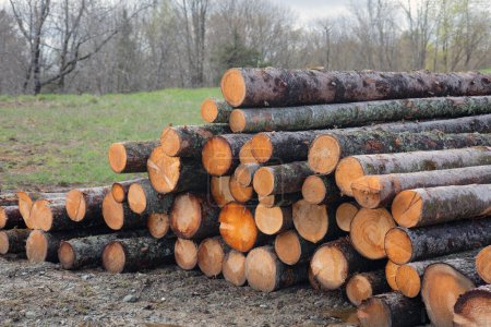 Ein Holzstapel in einem Holzhof der Forstwirtschaft. Die fein säuberlich gestapelten Stämme, die einen nachwachsenden Rohstoff darstellen, stehen zur Verarbeitung bereit. Natürliche Strukturen und Muster des Holz-, Holz- und Zellstoffproduktionsprozesses.