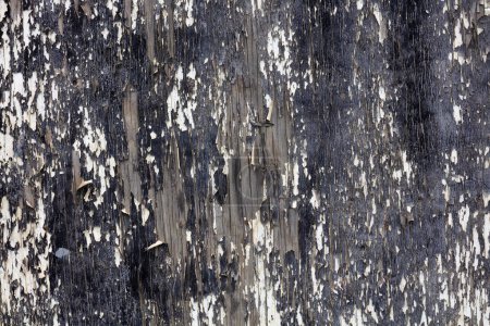 Un mur en bois altéré avec de la peinture pelante, fortement endommagé par le temps. La texture rustique et la patine vintage mettent en valeur la beauté de la pourriture, créant une expérience visuelle nostalgique et authentique.