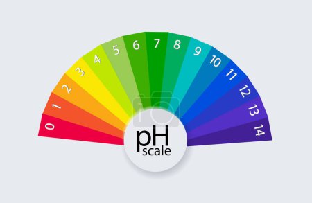 Illustration for PH scale chart for acid and alkaline solutions. Acid-base balance infographic. Vector illustration - Royalty Free Image