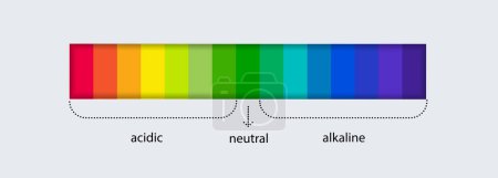 Illustration for PH scale indicator chart. Acidic Alkaline measure. pH analysis chemical scale value test. Vector illustration - Royalty Free Image