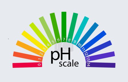 Illustration for PH scale chart for acid and alkaline solutions. Acid-base balance infographic. Vector illustration - Royalty Free Image