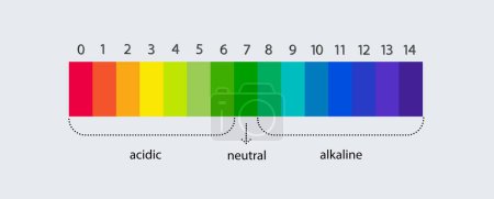 Illustration for PH scale indicator chart. Acidic Alkaline measure. pH analysis chemical scale value test. Vector illustration - Royalty Free Image