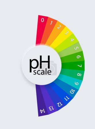 pH scale chart for acid and alkaline solutions. Acid-base balance infographic. Vector illustration