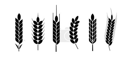 Illustration for Wheat and rye logo ears. Barley rice grains and elements for beer or organic agricultural food. Vector illustration - Royalty Free Image