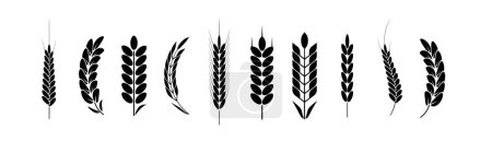 Illustration for Wheat and rye logo ears. Barley rice grains and elements for beer or organic agricultural food. Vector illustration - Royalty Free Image