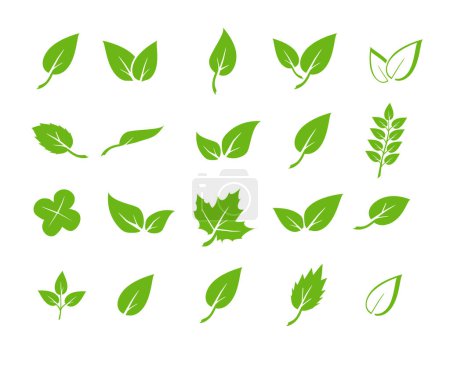 Icônes de feuilles vertes. Eléments design pour naturel, éco, végétalien. Laisse l'icône sur fond isolé. Collection feuille verte. Illustration vectorielle