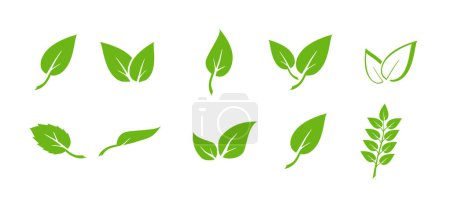 Icônes de feuilles vertes. Eléments design pour naturel, éco, végétalien. Laisse l'icône sur fond isolé. Collection feuille verte. Illustration vectorielle