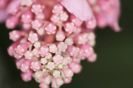 Photo for Wild shrub of small pink flowers. the nature concept image - Royalty Free Image