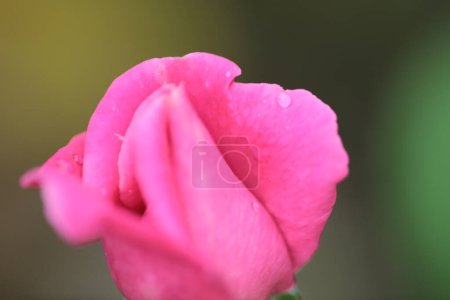 Photo for The rose bush, the nature concept image - Royalty Free Image