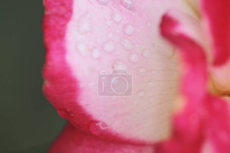 Photo for The rose bush, the nature concept image - Royalty Free Image
