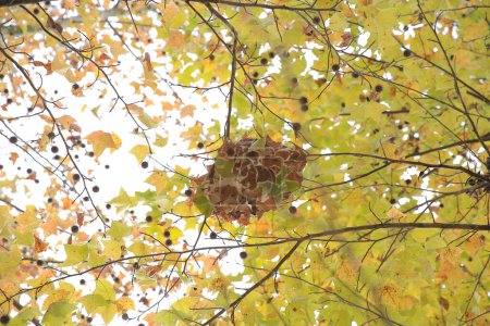 Téléchargez les photos : Le nid de fourmis, colonie de fourmis vivantes sur l'arbre - en image libre de droit