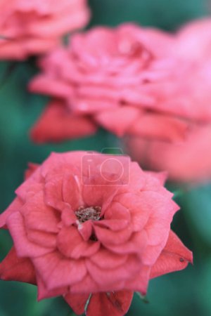 Photo for An Ranunculus pink flowers close up background - Royalty Free Image