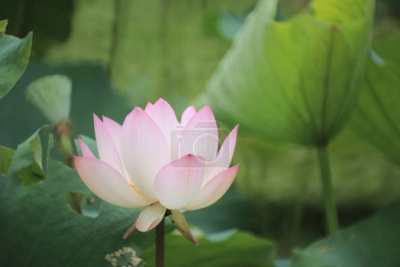 Téléchargez les photos : Une belle photo de lotus fleurissant dans l'étang - en image libre de droit