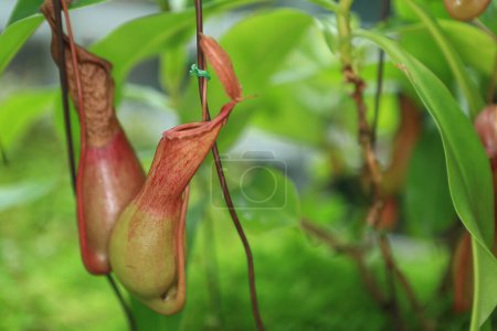 a Nepenthes alata Blanco close up, the nature concept image