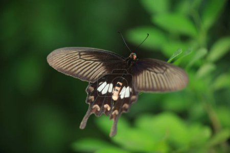 Photo for A Black swallowtail butterfly in summer with nature - Royalty Free Image