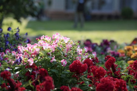 Téléchargez les photos : Lit de fleurs multicolore sur une pelouse, le concept de la nature - en image libre de droit