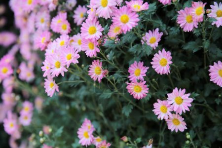 Photo for Pink chrysanthemums with on a blurry background close-up. - Royalty Free Image