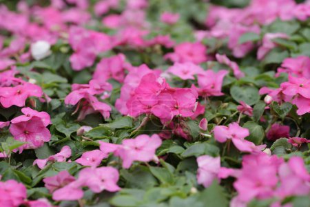 Photo for The impatiens walleriana flowers with green leaf. - Royalty Free Image