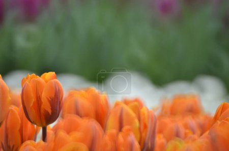 Téléchargez les photos : Le champ de tulipes colorées avec spectacle de fleurs de hk - en image libre de droit