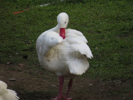 Photo for A living organic white duck at hk - Royalty Free Image