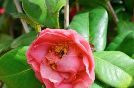 Téléchargez les photos : A flower Camellia Debutante japonica, the nature concept - en image libre de droit