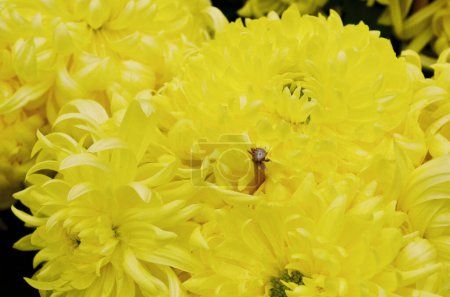 Téléchargez les photos : The Yellow chrysanthemum flowers. Nature back ground. - en image libre de droit