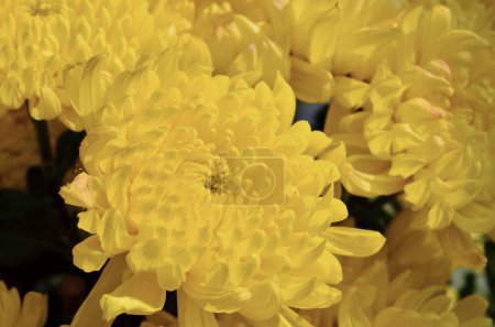 Photo for Yellow chrysanthemum flowers. Nature background. - Royalty Free Image