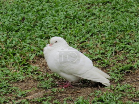a Beautiful adult Dove seen perched and looking at the photographer.