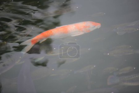 Téléchargez les photos : Flotteur de poissons décoratifs colorés dans un étang artificiel
, - en image libre de droit