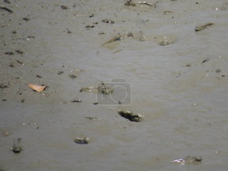 Foto de Mudskipper in a small puddle of water - Imagen libre de derechos