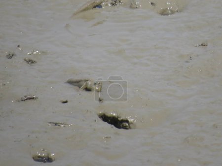 Foto de Mudskipper in a small puddle of water - Imagen libre de derechos