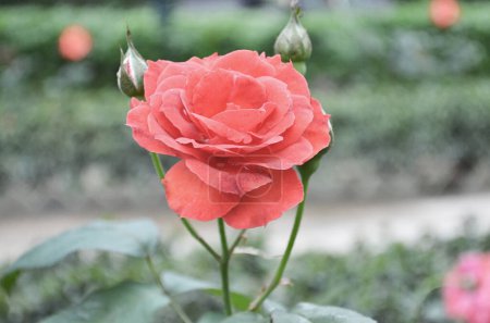 Téléchargez les photos : The pink garden rose, the nature concept - en image libre de droit